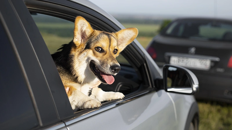 cómo evito que mi perro tenga ansiedad en el auto