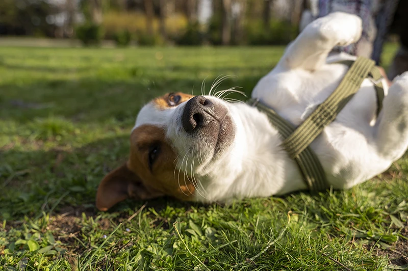 la piometra duele en los perros