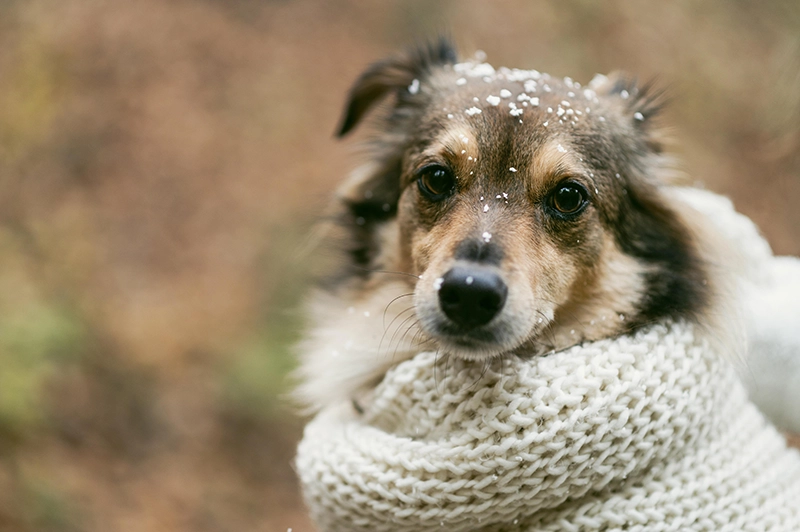 los perros tienen frio en invierno