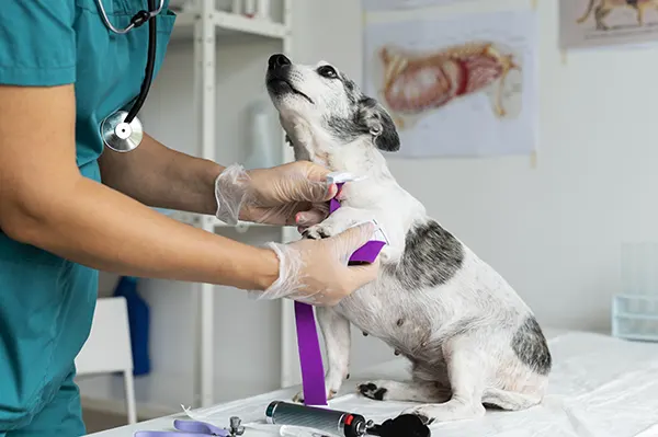 pregúntale a un veterinario por qué mi perro me joroba la pierna.