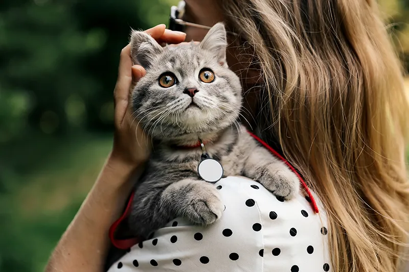 Cómo calmar a una gata en celo? - Consejos de expertos