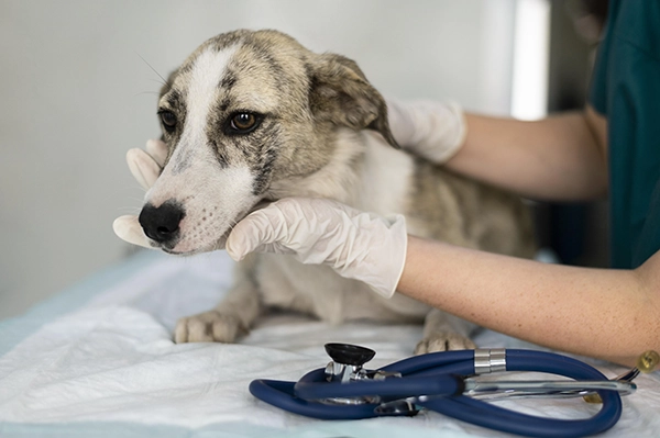 cuanto tiempo pueden vivir los perros con soplos en el corazon