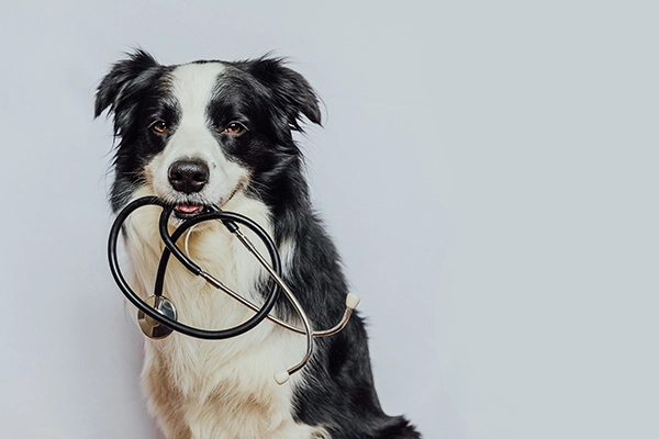 cuanto tiempo pueden vivir los perros con soplos en el corazon