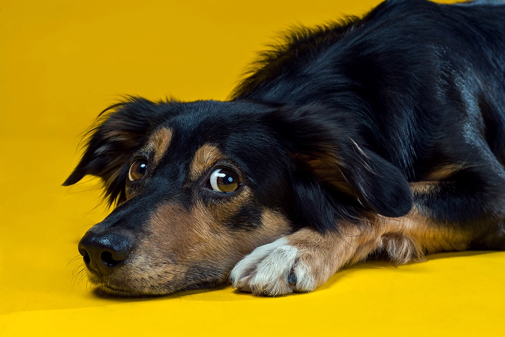 pueden los perros cambiar el pigmento de la piel