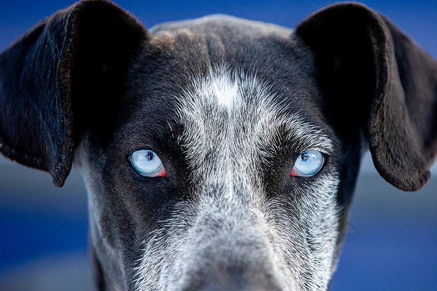 cuales son los sintomas de cataratas en perros