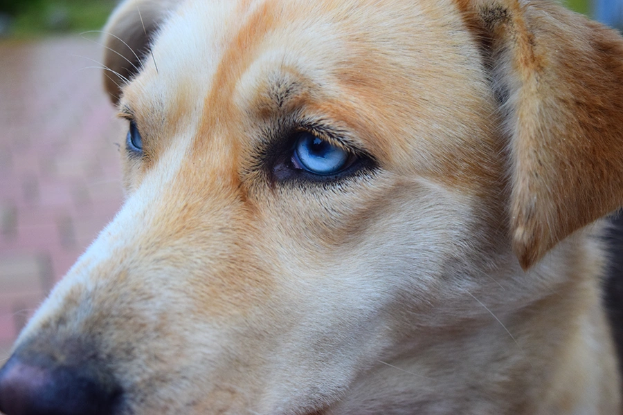 puedo usar ojos claros en mi perro