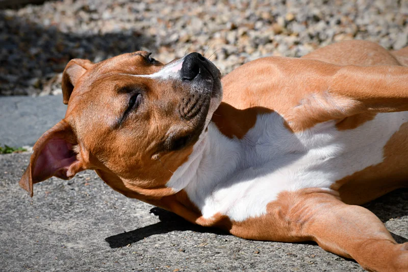 que significa sangre en la barriga de un perro